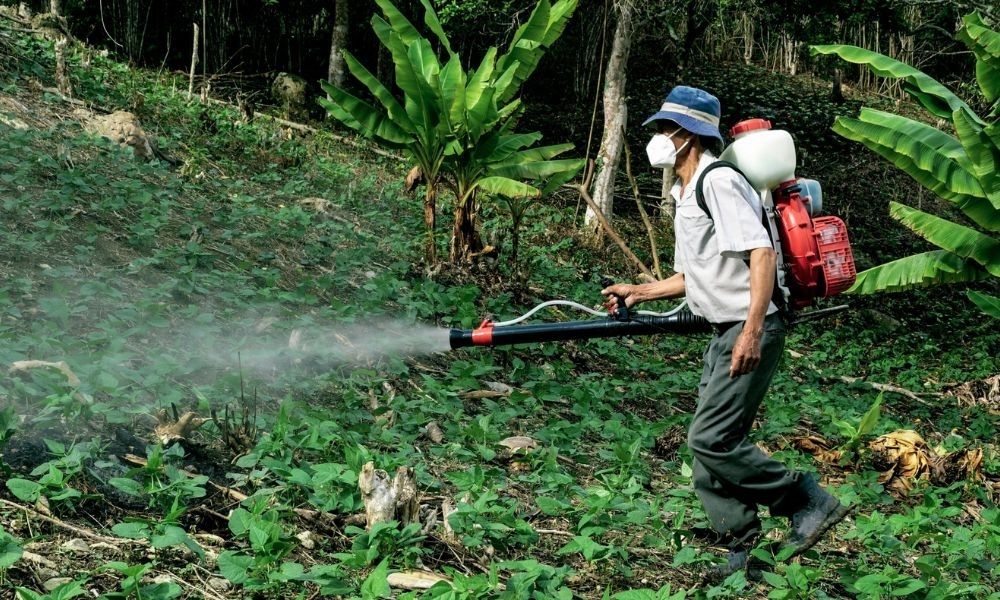 Phân bón là gì? Phân loại, tác dụng và cách sử dụng hiệu quả cho cây trồng