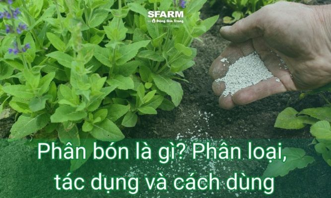 Phân bón là gì? Phân loại, tác dụng và cách sử dụng hiệu quả cho cây trồng
