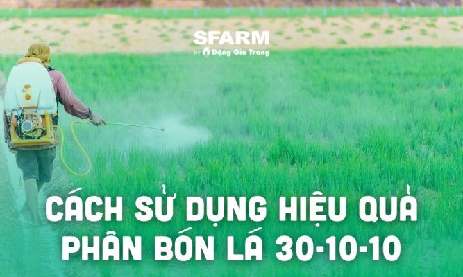 phan bon la va cach dung mang lai hieu qua thumb 1