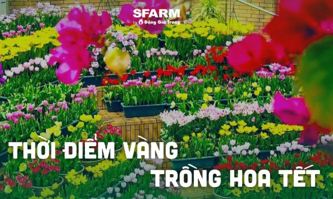 thoi diem vang trong hoa tet 2025 thumb