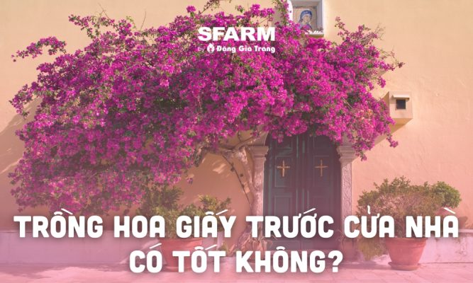 trong hoa giay truoc cua nha co tot khong thumb