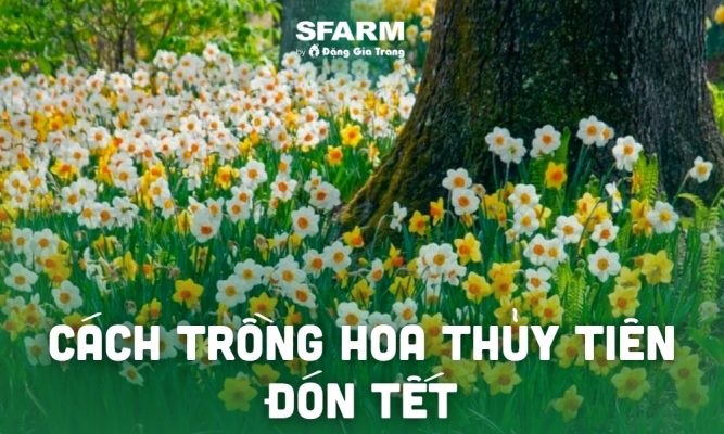 trong hoa thuy tien thum