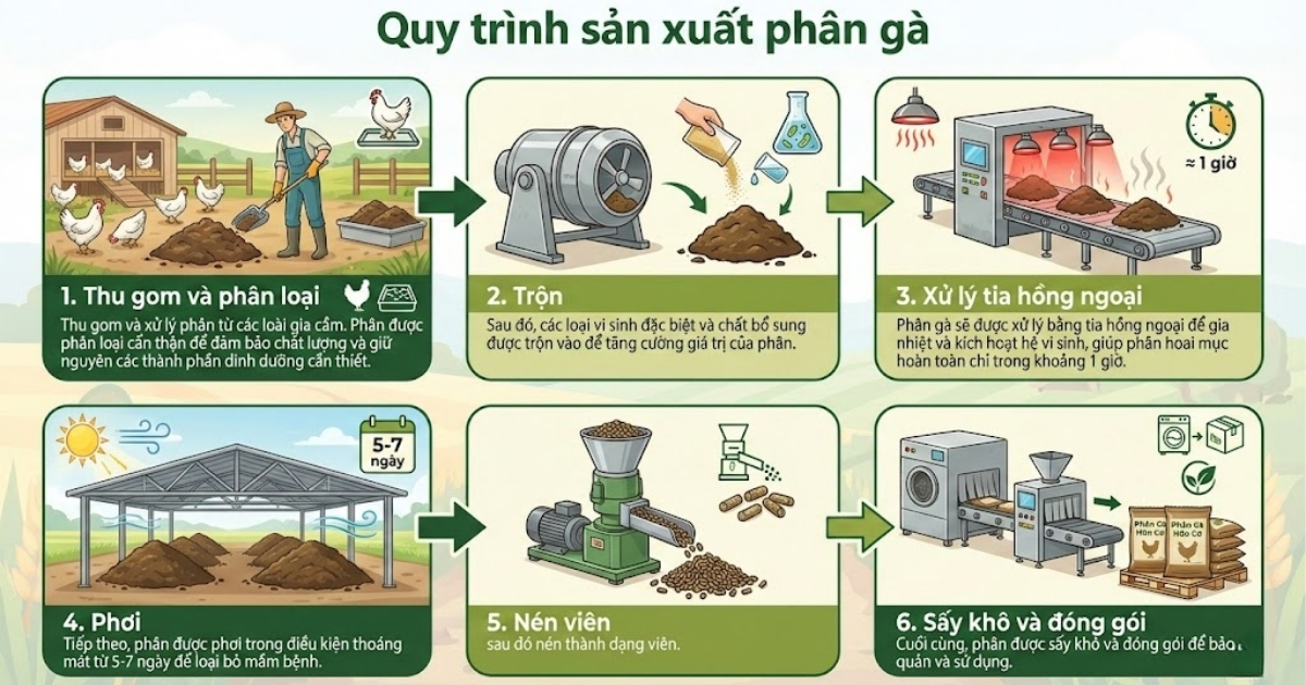 Quy trình sản xuất phân gà