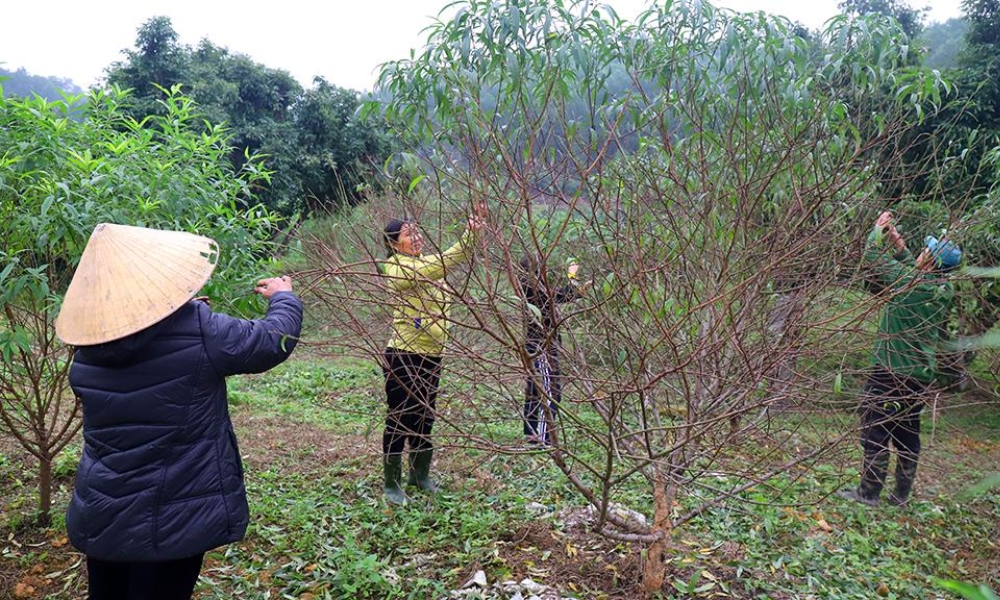 Giữa tháng 11 âm lịch là thời điểm vặt lá hoa đào ngày Tết