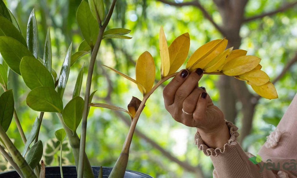 Cách chăm sóc cây kim tiền trong nhà đơn giản