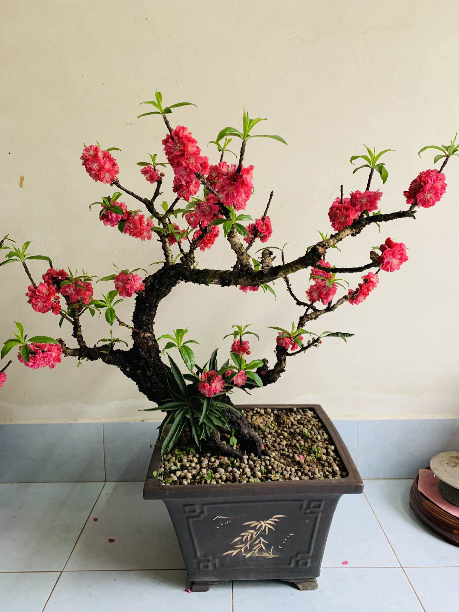 Cây đào Thất Thốn Bonsai được uốn thành hình thù lạ mắt