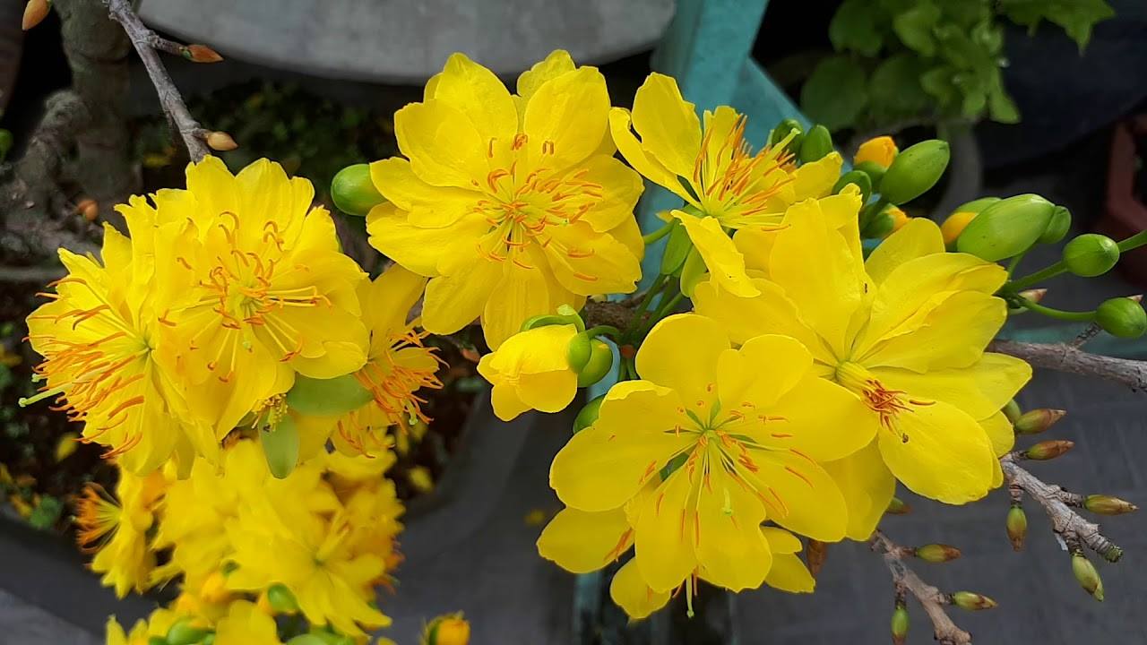 Cây mai tươi tốt khi được chăm sóc đúng cách Cây mai tươi tốt khi được chăm sóc đúng cách