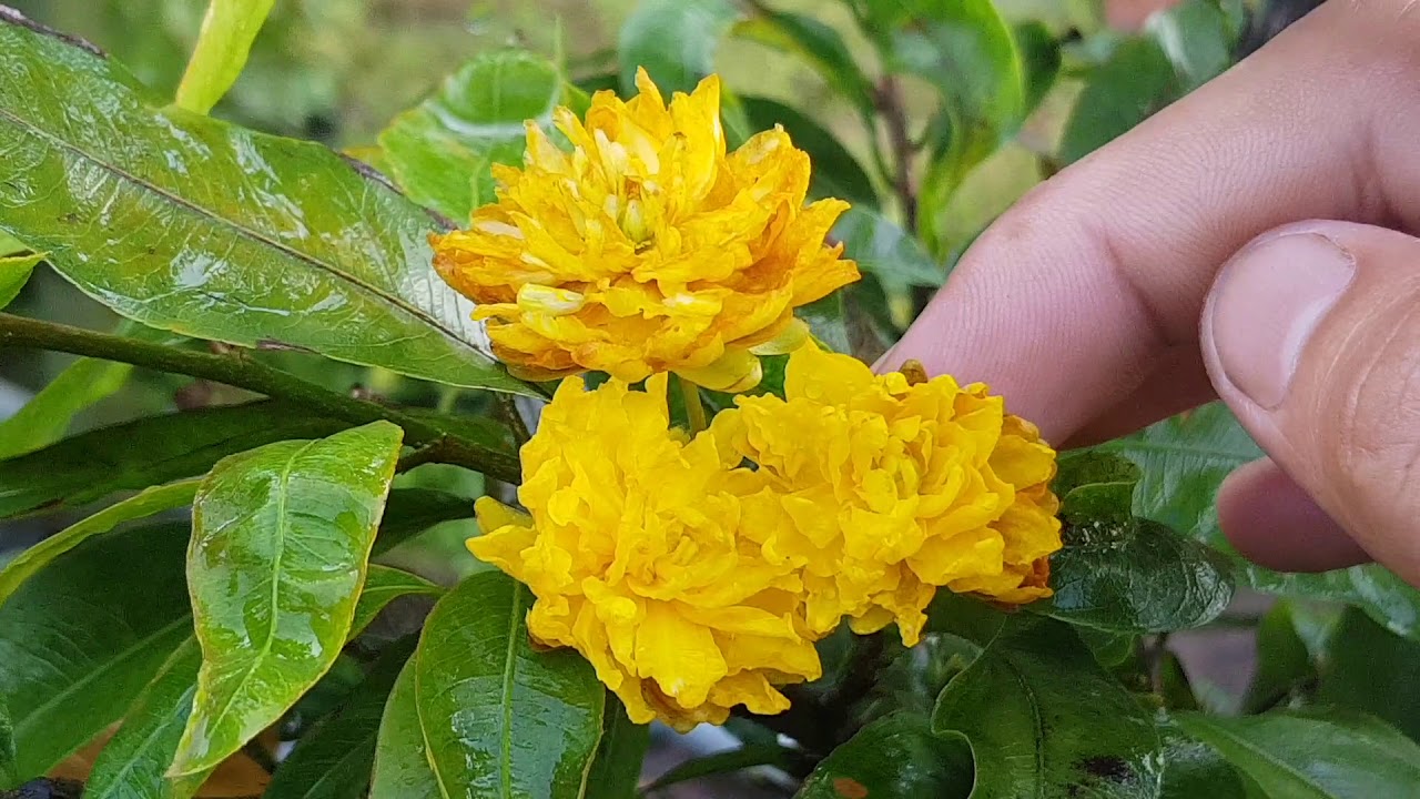 Trực quan hoa mai đại lộc cánh sen Trực quan hoa mai đại lộc cánh sen
