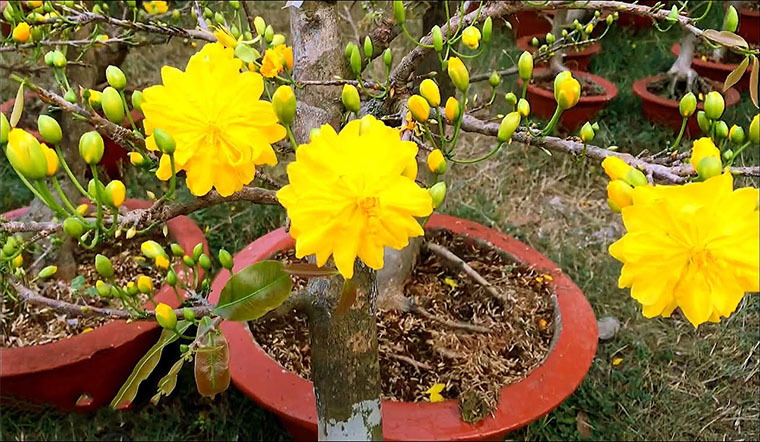Cây mai được chăm sóc tươi tốt tại nhà vườn Cây mai được chăm sóc tươi tốt tại nhà vườn