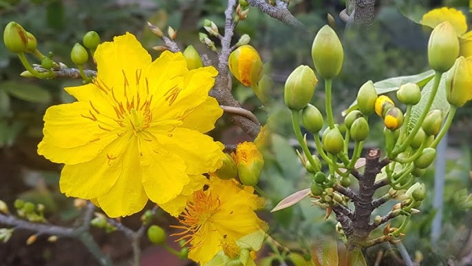 Lặt lá mai đúng thời điểm giúp mai ra nhiều nụ và hoa đúng dịp Tết Lặt lá mai đúng thời điểm giúp mai ra nhiều nụ và hoa đúng dịp Tết