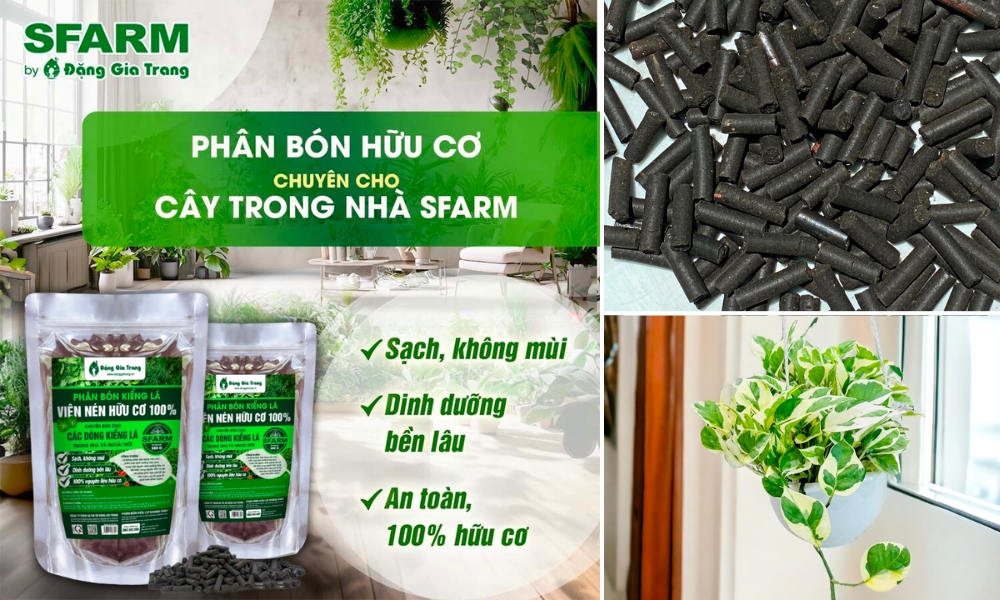 Phân bón hữu cơ cho cây trầu bà