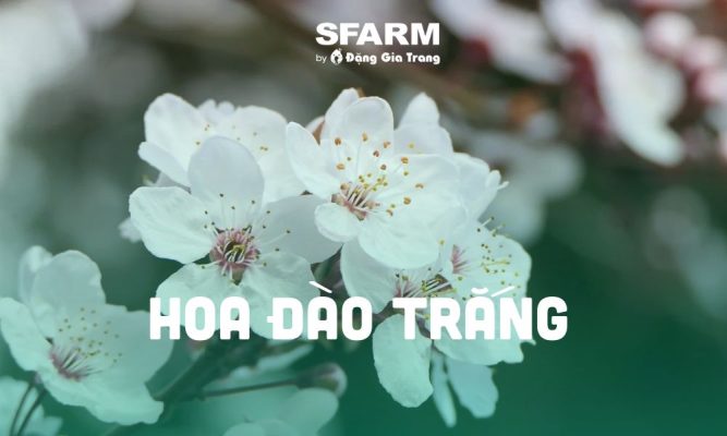 hoa dao trang y nghia cach trong cham soc thumb