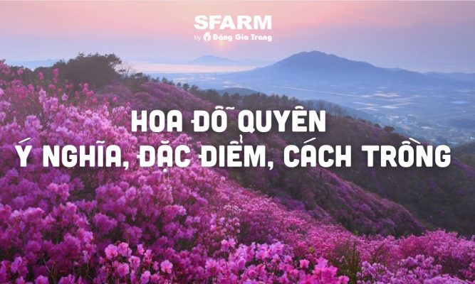 hoa do quyen y nghia dac diem cach trong cham soc thumb