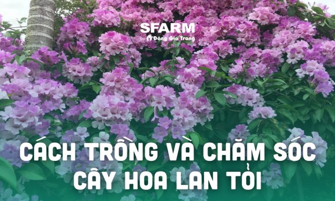 hoa lan toi y nghia cach trong va cham soc thumb