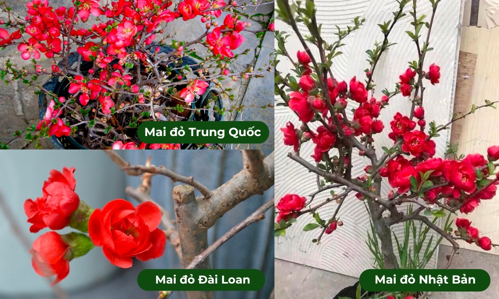 Một số loại mai đỏ hiện nay