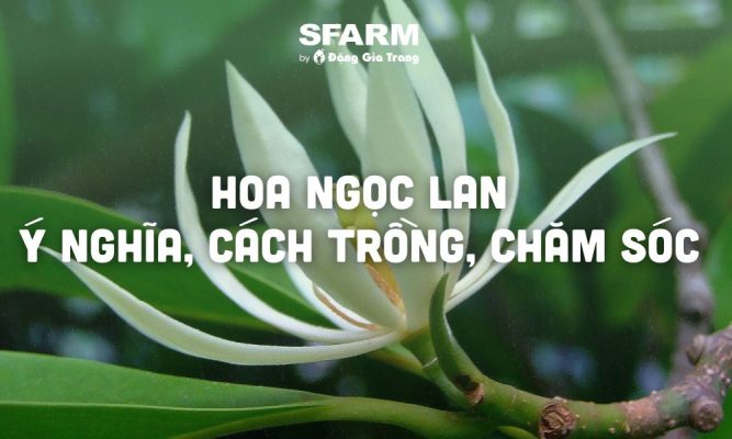 hoa ngoc lan y nghia cach trong cham soc thumb