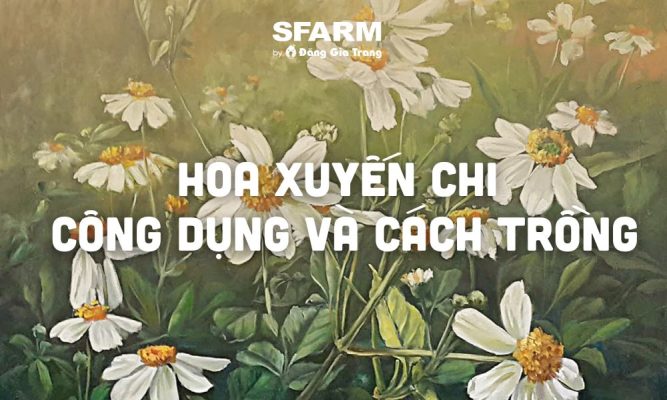 hoa xuyen chi cong dung cach trong cham soc thumb