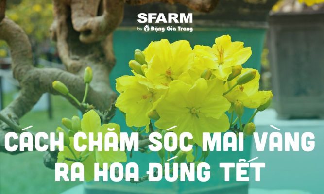 huong dan cach cham soc mai vang thumb