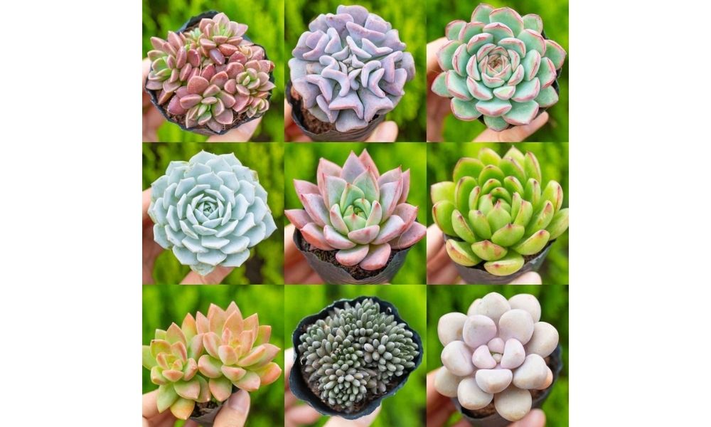 Các loại phân bón cho sen đá phổ biến