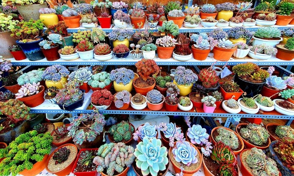 Các loại phân bón cho sen đá phổ biến