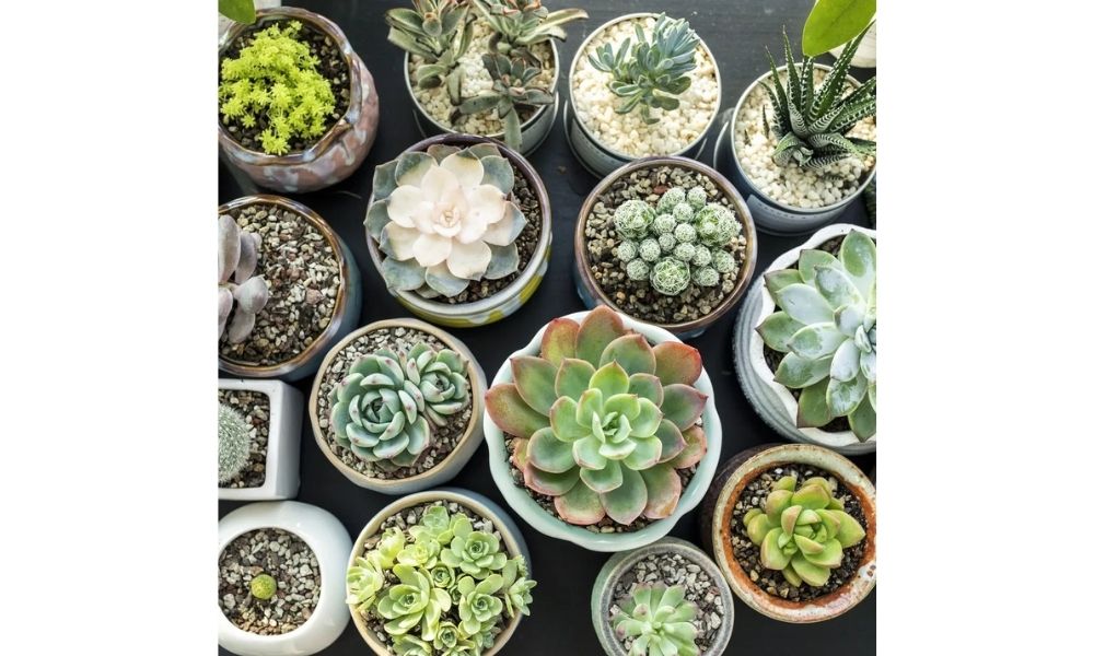 Các loại phân bón cho sen đá phổ biến