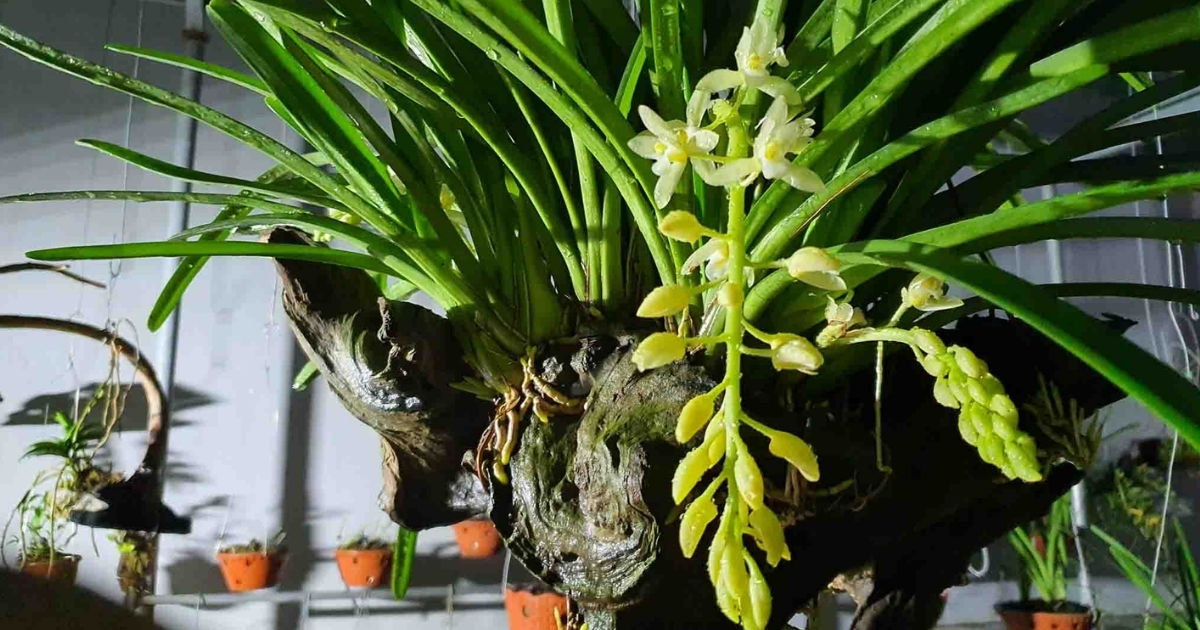 Giới thiệu về cây lan kiếm