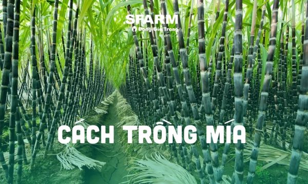 trong va cham soc mia thumb