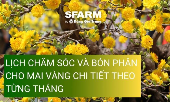 bon phan cho mai vang thumb 1