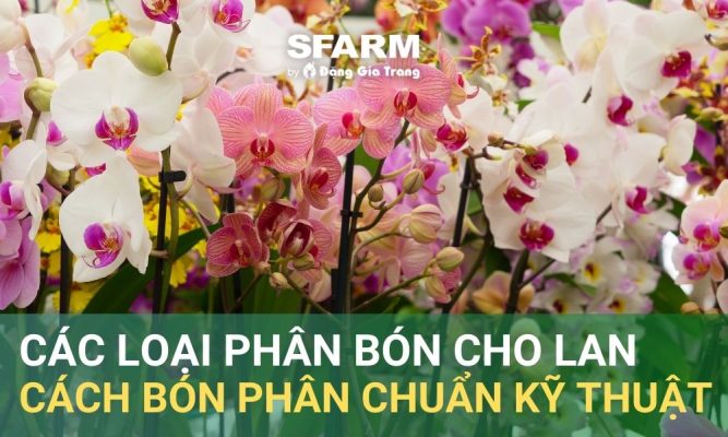 Các loại phân bón cho lan và cách bón phân chuẩn kỹ thuật