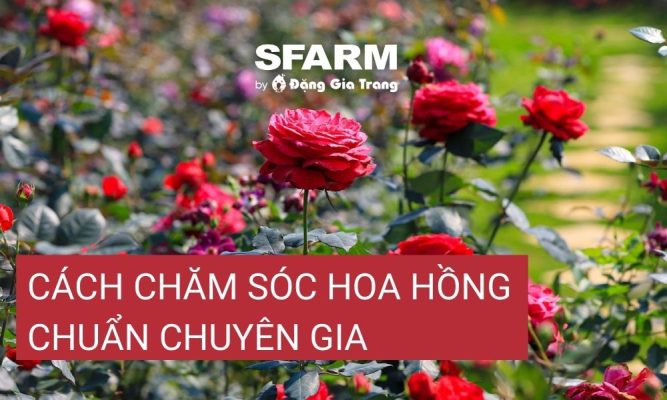 cach cham soc hoa hong thumb 1