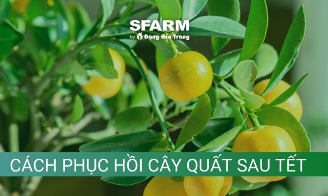 cach phuc hoi cay quat sau tet thumb