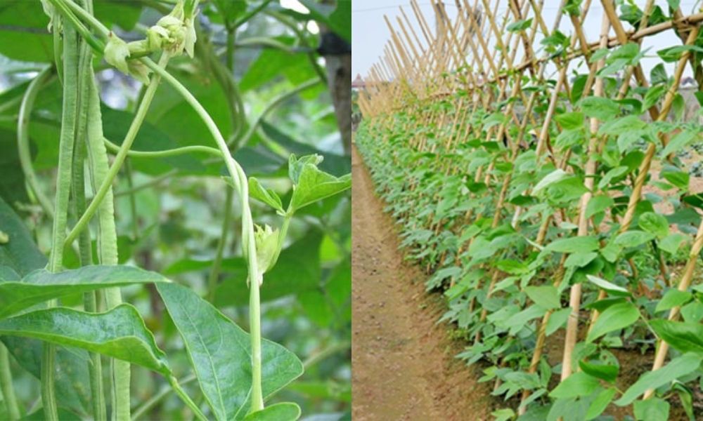 Cách trồng đậu đũa đơn giản, trĩu quả, hữu cơ an toàn tại nhà cho gia đình