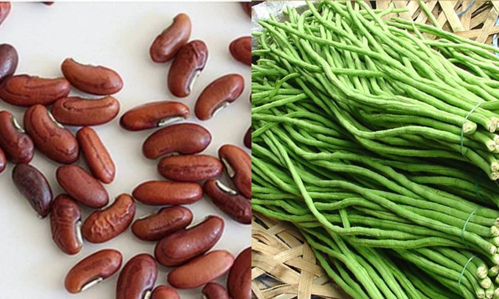 Cách trồng đậu đũa đơn giản, trĩu quả, hữu cơ an toàn tại nhà cho gia đình