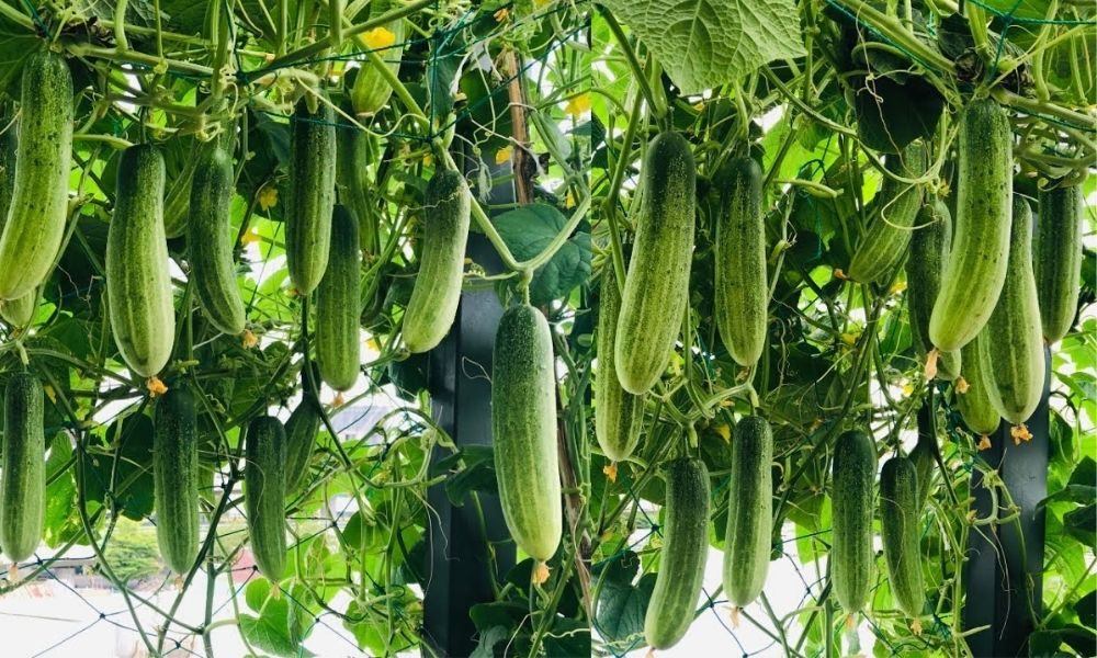Cách trồng dưa leo đúng kỹ thuật, năng suất cao