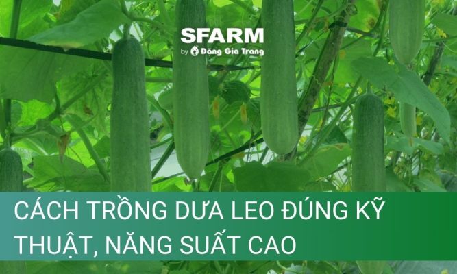 cach trong dua leo dung ky thuat nang suat cao thumb