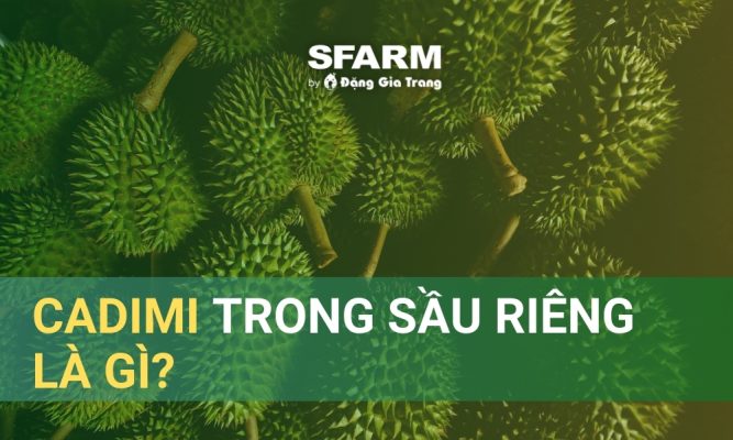 Cadimi trong sầu riêng là gì?