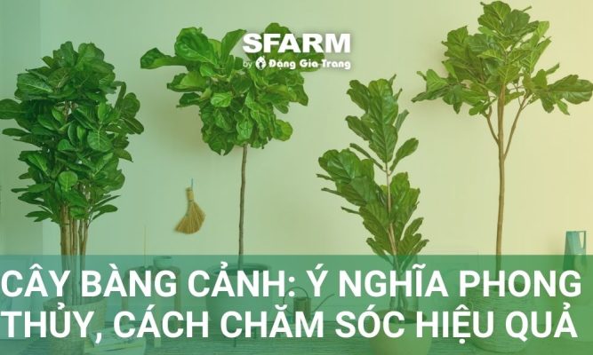 Cây bàng cảnh: Ý nghĩa phong thuỷ, công dụng cùng cách chăm sóc hiệu quả