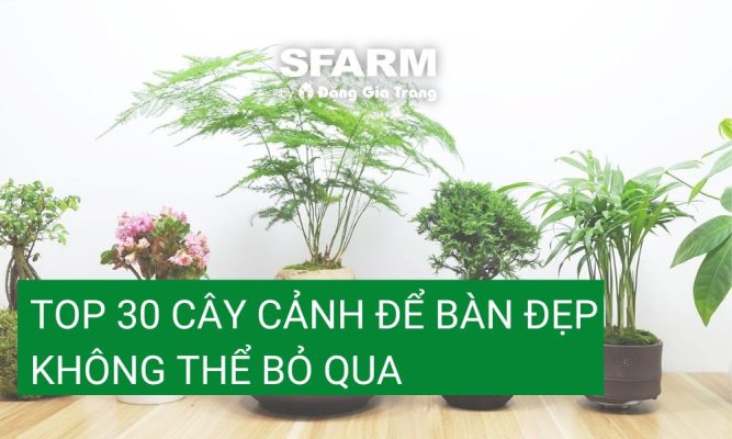 Các loại cây cảnh để bàn đẹp dễ trồng