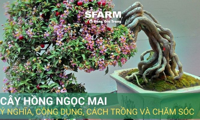 Cây hồng ngọc mai: Ý nghĩa, công dụng, cách trồng và chăm sóc