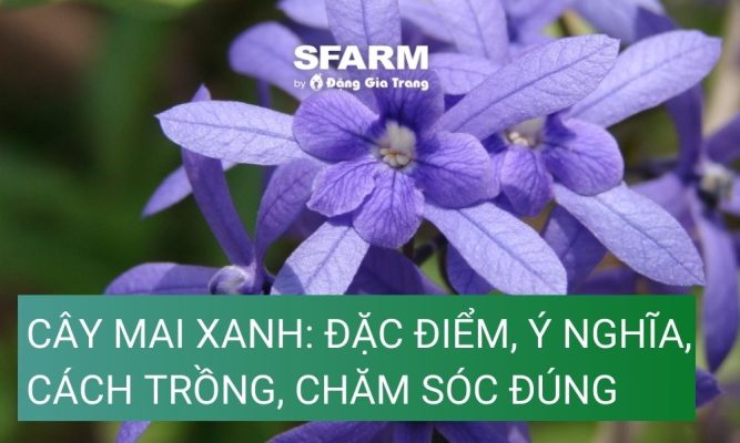 cay mai xanh dac diem y nghia cach trong cham soc dung thumb