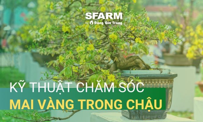 Kỹ thuật chăm sóc mai vàng trong chậu