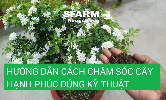 huong dan cach cham soc cay hanh phuc thumb