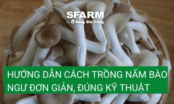 Cách trồng nấm bào ngư