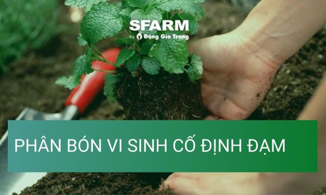 phan bon vi sinh co dinh dam va cach su dung thumb