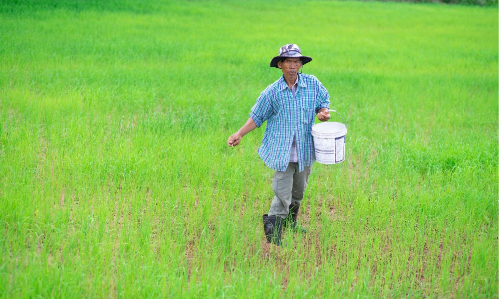 Phân hữu cơ dùng để bón lót hay bón thúc cho cây trồng?