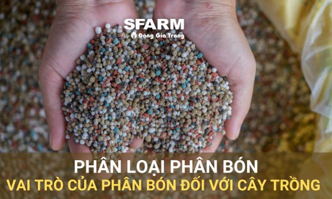 Phân loại phân bón, vai trò của phân bón đối với cây trồng