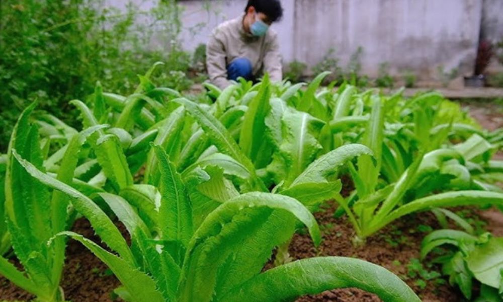 Thu hoạch và bảo quản rau tiến vua