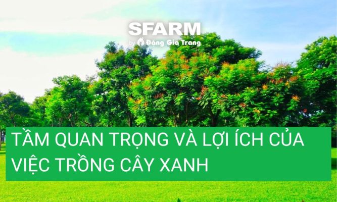 tam quan trong va loi ich cua viec trong cay xanh thumb