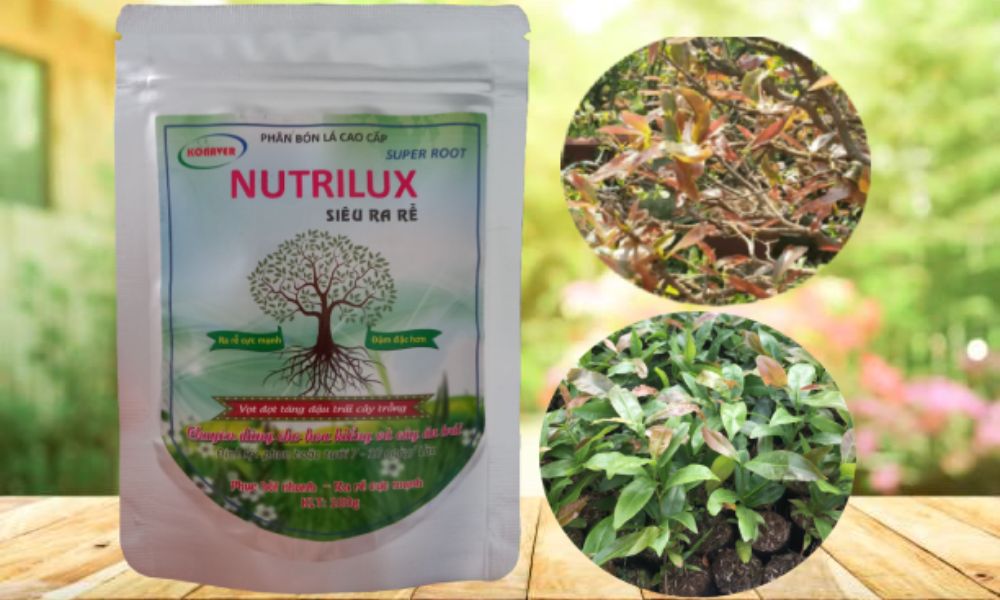 Thuốc kích chồi mai Nutrilux kích ra rễ cực mạnh, kích thích tăng cây trưởng mạnh Thuốc kích chồi mai Nutrilux kích ra rễ cực mạnh, kích thích tăng cây trưởng mạnh