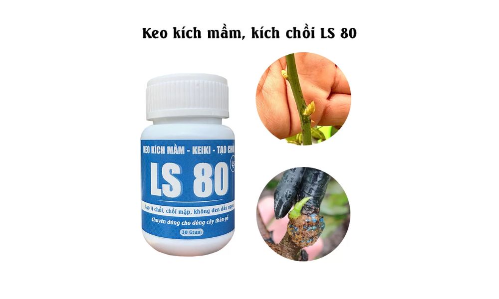 LS 80 Kích chồi mạnh tại vị trí bôi thuốc, thúc đẩy nhiều mắt chồi phát triển đồng loạt LS 80 Kích chồi mạnh tại vị trí bôi thuốc, thúc đẩy nhiều mắt chồi phát triển đồng loạt